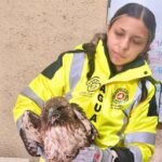 Rescata Jaguares de Santa Catarina águila lesionada