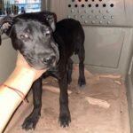 Asegura Estado en Marín a canino maltratado