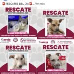 Rescatan en García cientos de animales; 150 buscan hogar