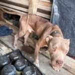 Estado rescata a dos perritos maltratados
