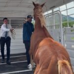 Rescata Mike Flores a yegua herida en La Rioja
