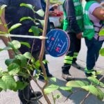 ¡Meta cumplida! Éxito en el “Adopta un Árbol MTY”