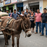 Busca iniciativa proteger a animales de carga del exceso laboral