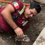 Rescatan en García, NL, perrito recién nacido