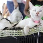 Impulsa Escobedo esterilización gratuita