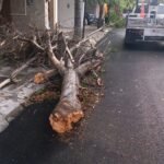Atiende Monterrey auxilio por más de 40 árboles caídos