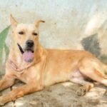 Nava rescata a perrito encadenado; presenta denuncia