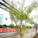 Impulsa Medio Ambiente de NL Bosques Ciudadanos